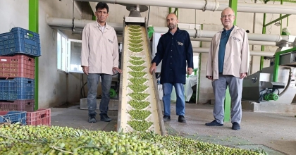 KÖPRÜBAŞI'NDA ZEYTİN SIKIM SEZONU BAŞLADI
