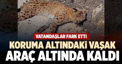 KORUMA ALTINDAKİ VAŞAK ARAÇ ALTINDA KALDI