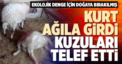 KURT AĞILA GİRDİ KUZULARI TELEF ETTİ