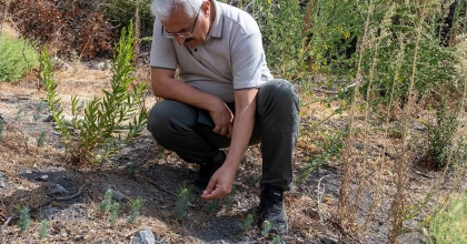 KARŞIYAKA YAMANLAR'DA YANAN ORMANLAR YEŞERİYOR