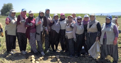 KIŞLIK PATATES HASADI BAŞLADI, REKOLTE ÜRETİCİLERİN YÜZÜNÜ GÜLDÜRDÜ