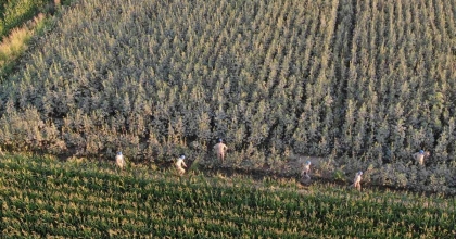 KOÇARLI’DA 37 KÖK KENEVİR ELE GEÇİRİLDİ