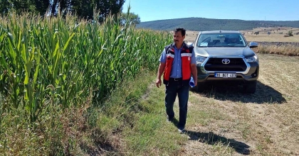 KÜTAHYA’DA SİLAJLIK MISIR KONTROLLERİ
