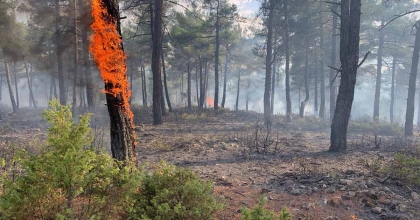 KÜTAHYA’DA YILDIRIM, ORMAN YANGININA NEDEN OLDU
