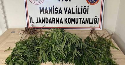 MANİSA’DA BAHÇESİNE KENEVİR EKEN KİŞİ TUTUKLANDI