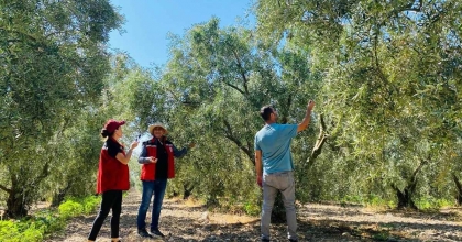 MANİSA'DA ZEYTİNDE REKOLTE ÇALIŞMALARI BAŞLADI