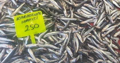 MUĞLA'DA KARADENİZ HAMSİSİ KİLOSU 250 TL'DEN SATIŞTA