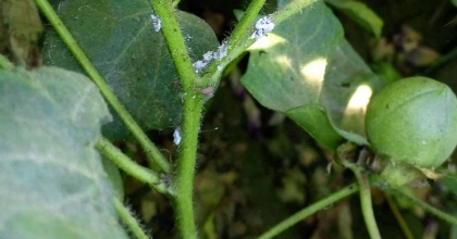 NAZİLLİ’DE PAMUK ÜRETİCİLERİNE UNLU BİT UYARISI