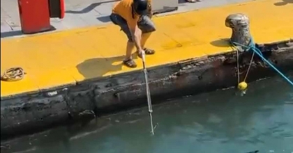 NESLİ TEHLİKE ALTINDAKİ BALIĞI LİMANDA ZIPKINLA VURDULAR