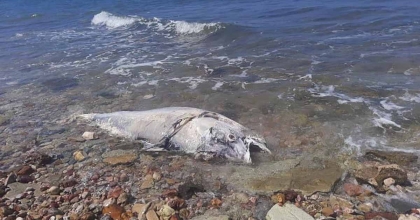 ORKİNOS ÖLÜMLERİNİN NEDENİ KİRLİLİK