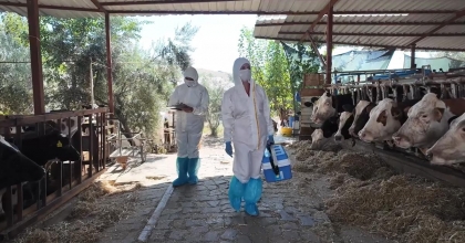 ŞAP AŞILAMALARI DEVAM EDİYOR