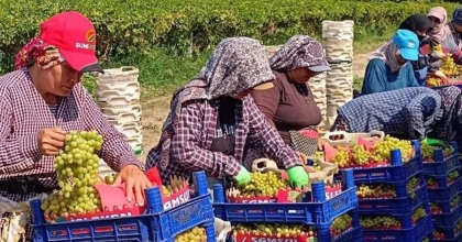 SARIGÖL'DE ÜZÜM HASADI ARALIKSIZ SÜRÜYOR