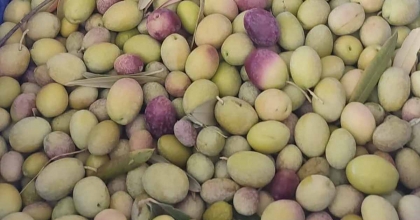 SALİHLİ’DE ÜRETİCİLER ZEYTİN SİNEĞİNE KARŞI SON KEZ UYARILDI