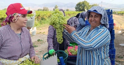 SARIGÖL’DE 5,5 KİLOLUK ÜZÜM SALKIMI