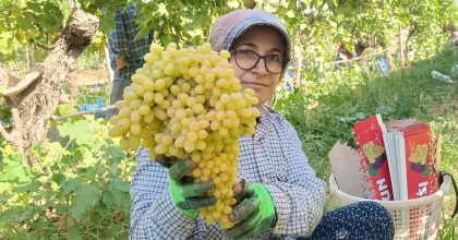 SARIGÖL’DE YAŞ ÜZÜM PİYASASI HAREKETLENDİ
