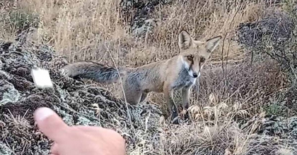 TAVŞANLI ŞABAN DEDE MESİRE ALANINDA TİLKİ İLE DOSTLUK