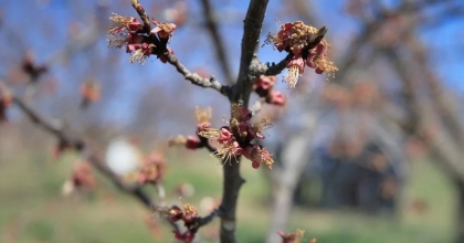 ÜRÜNÜ YÜZDE 20’DEN FAZLA GÖRENE ÖDEME YAPILACAK
