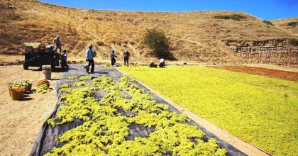 YAŞ ÜZÜME TALEP AZALINCA ÜRETİCİ KURUTMAYA YÖNELDİ