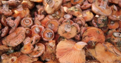 ÇINTAR PAZAR TEZGAHLARINDA YERİNİ ALDI
