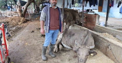 HAYVANLARI SELE KAPILAN AKTAŞ: 