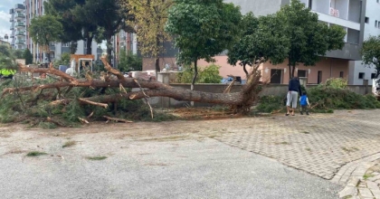 KURUYAN ÇAM AĞACI AĞIRLIĞA DAYANAMAYARAK YOLA DEVRİLDİ