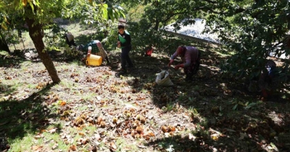 AYDIN’IN DAĞLARINDA KESTANE SEZONU SONA ERDİ
