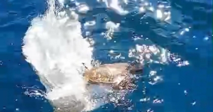 MARMARİS KÖRFEZİ’NDE ÇUVALA DOLANAN DENİZ KAPLUMBAĞASINI ÇEVRECİLER KURTARDI
