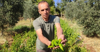 ACISIYLA MEŞHUR KAYACA BİBERİNDE HASAT BİTTİ