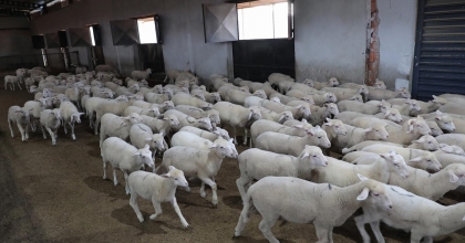 ALİAĞA, KIRSAL KALKINMADA ÖRNEK OLMAYA DEVAM EDİYOR