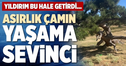 ASIRLIK ÇAMIN YAŞAMA SEVİNCİ