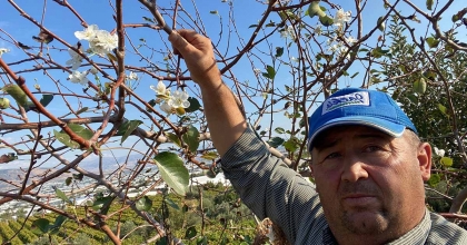 SARIGÖL'DE ARMUT AĞACI İKİNCİ KEZ ÇİÇEK AÇTI