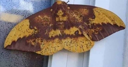 AYDIN'DA KELEBEĞİN SIRTINDAKİ İNSAN SİLÜETİ DİKKAT ÇEKTİ