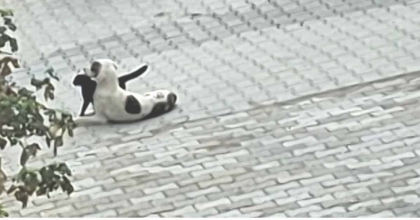 KEDİ-KÖPEK DOSTLUĞU KAMERALARA YANSIDI