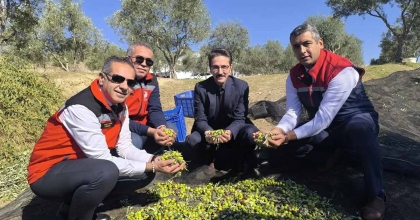 AYDIN, ZEYTİNCİLİKTE TÜRKİYE’NİN ZİRVESİNDE