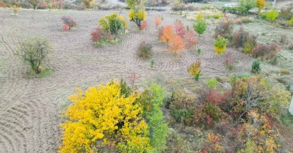 YAĞLI BOYA TABLOLARINI ANDIRAN SONBAHAR MANZARASI