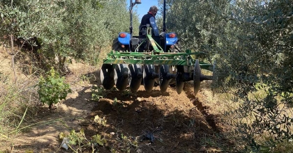 ALAŞEHİR'DE ZEYTİNDE REKOLTE DÜŞÜK, KALİTE YÜKSEK