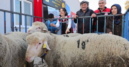 ALİAĞA BELEDİYESİNDEN ÜRETİCİYE DAMIZLIK KOYUN DESTEĞİ