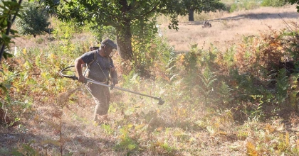 AYDIN'DA KESTANE HASAT SEZONU İÇİN HAZIRLIKLAR BAŞLADI