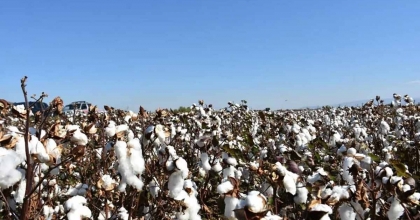 AYDIN’DA PAMUK ÜRETİCİLERİNE UYARI
