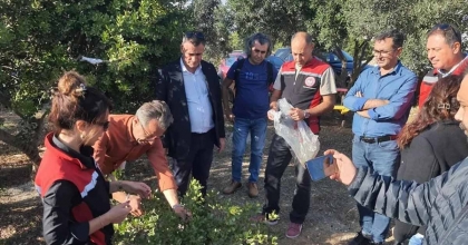 AYDIN'DA SAKIZ AĞACI ÜRETİMİ YAYGINLAŞTIRILACAK