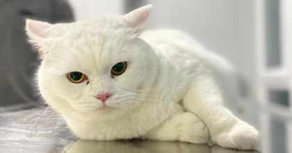 BÜYÜKŞEHİR’DEN EV HAYVANI SATIŞI YAPANLARA EĞİTİM