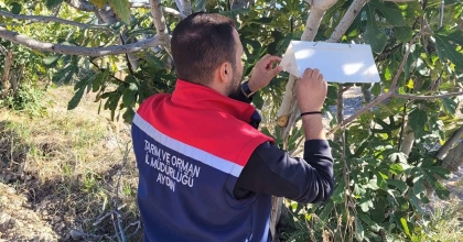 BUHARKENT’TE MEYVE SİNEĞİYLE MÜCADELE ARALIKSIZ SÜRÜYOR