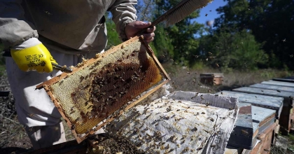 ÇAM BALINDA REKOLTE SEVİNCİ