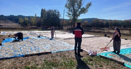ÇAVDARHİSAR AĞARI KÖYÜNDE ÇEREZLİK KABAK HASADI BAŞLADI