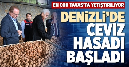 DENİZLİ’DE CEVİZ HASADI BAŞLADI