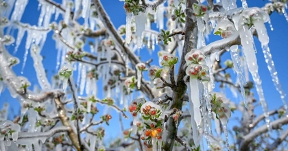 DONDAN ZARAR GÖREN ÜRETİCİYE ÖDEMELER BAŞLADI