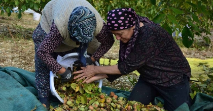 DEMİRCİ'DE CEVİZ HASADINA BAŞLANDI