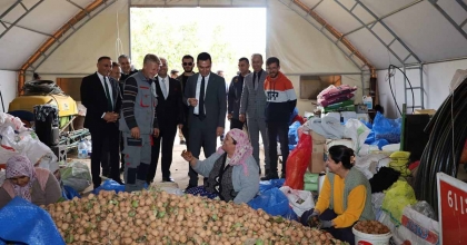 DİNAR'DA CEVİZ HASADI BAŞLADI
