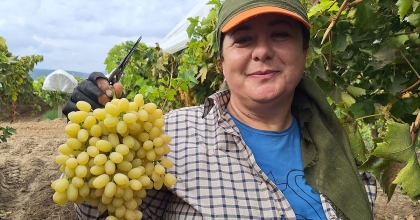 EKİM AYI BİTİYOR, ÜZÜM BİTMİYOR