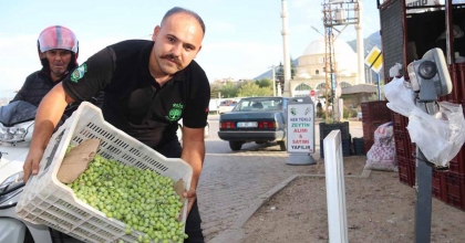 FETHİYE'DE ZEYTİN HASADI BAŞLADI